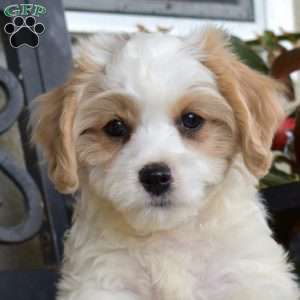Rex, Cavachon Puppy